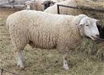 Sheep Trax Canon 966G